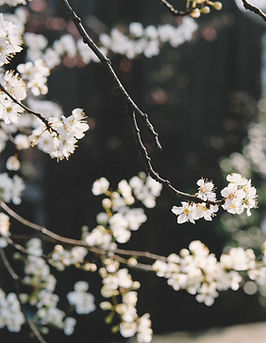 White Flowers