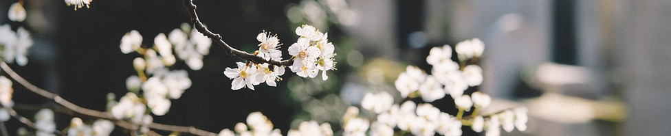 White Flowers