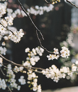 White Flowers