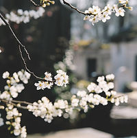 White Flowers