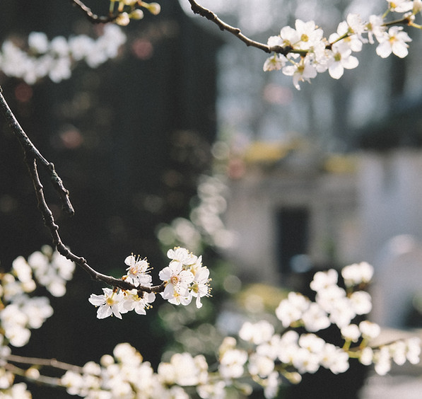 White Flowers