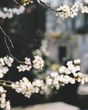 白い花
