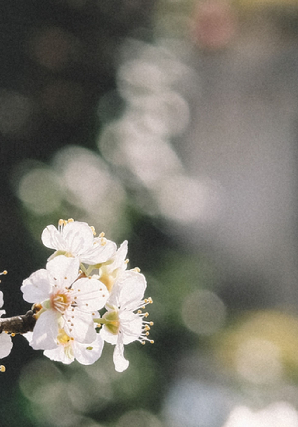 White Flowers