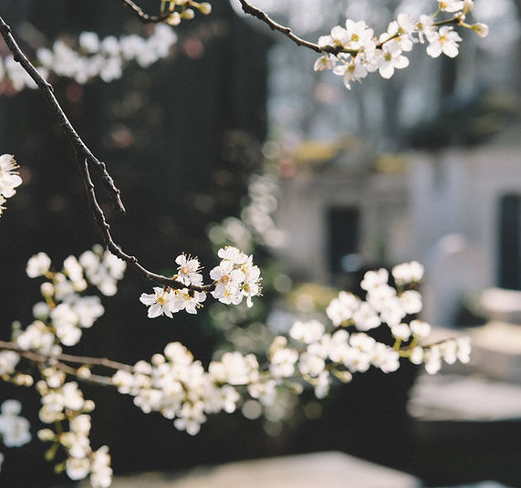 White Flowers