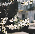 白い花