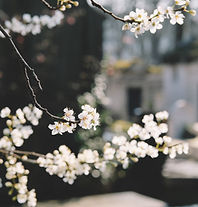 White Flowers