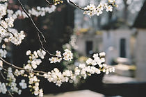 Flores de primavera
