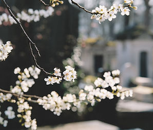 Hvide blomster