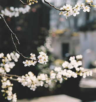 White Flowers