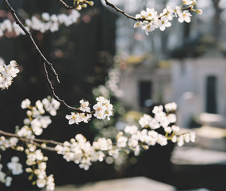White Flowers