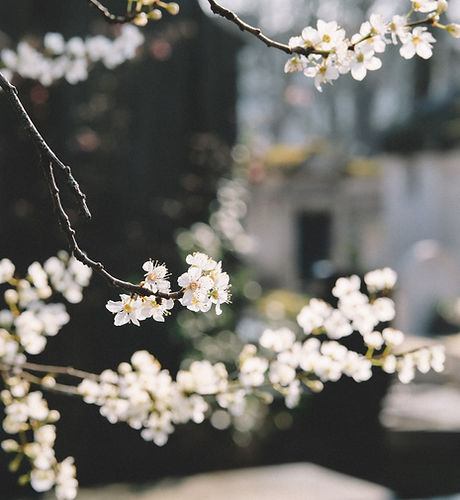 白い花