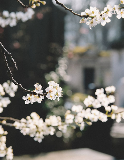 White Flowers
