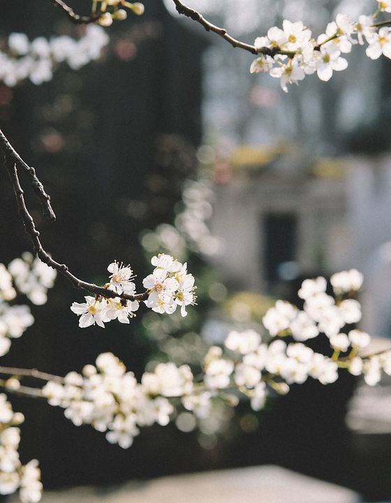 White Flowers