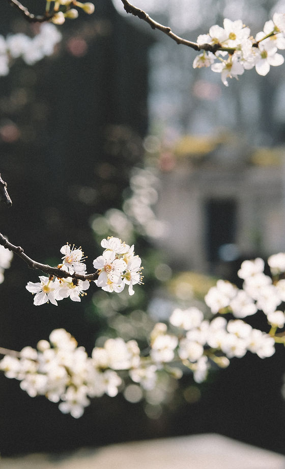 White Flowers