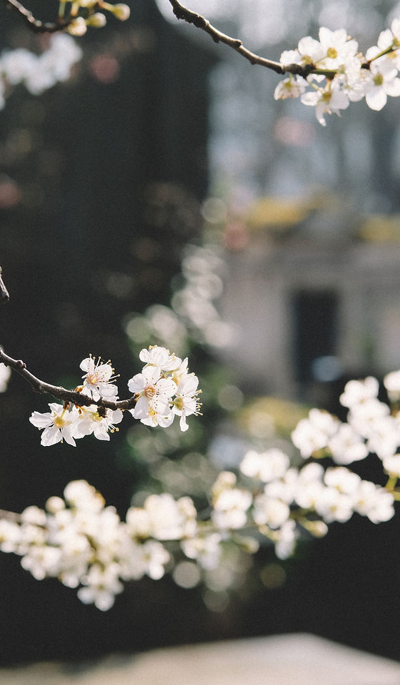 White Flowers