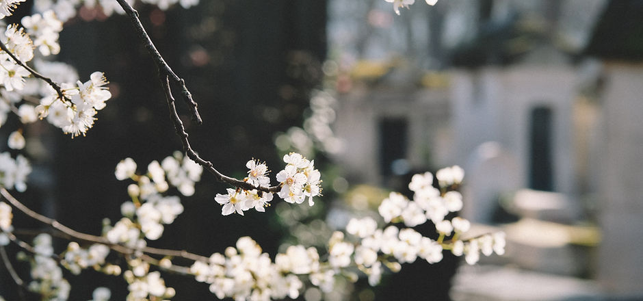 White Flowers