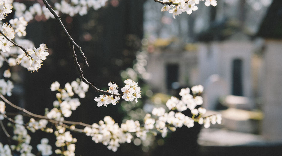 White Flowers