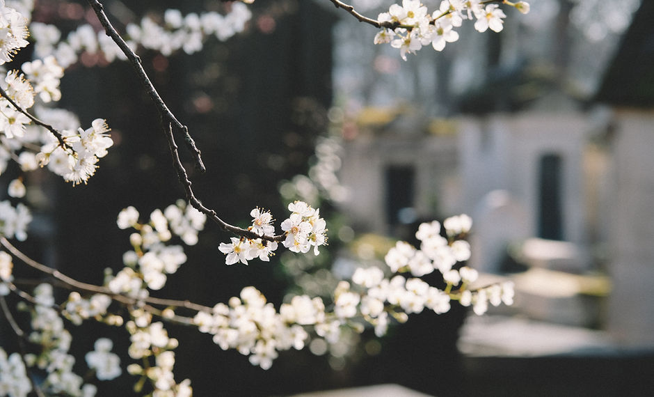 White Flowers