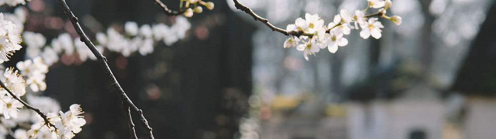 Fleurs blanches