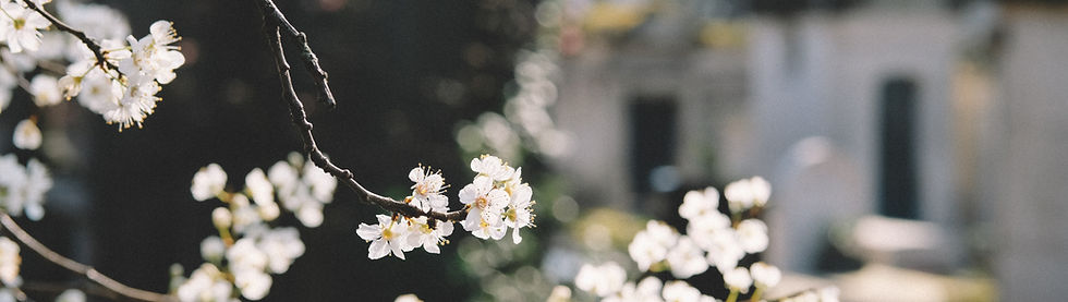 White Flowers