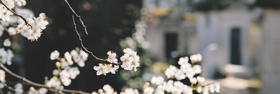 White Flowers