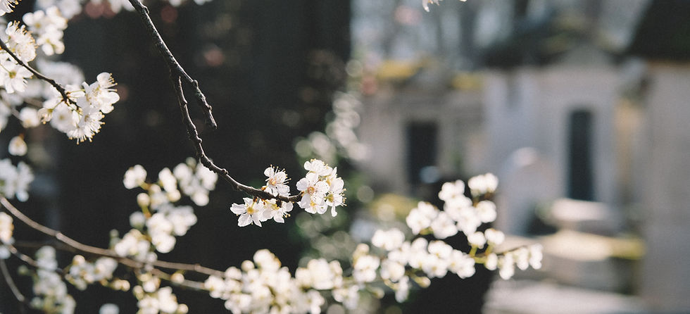 白い花
