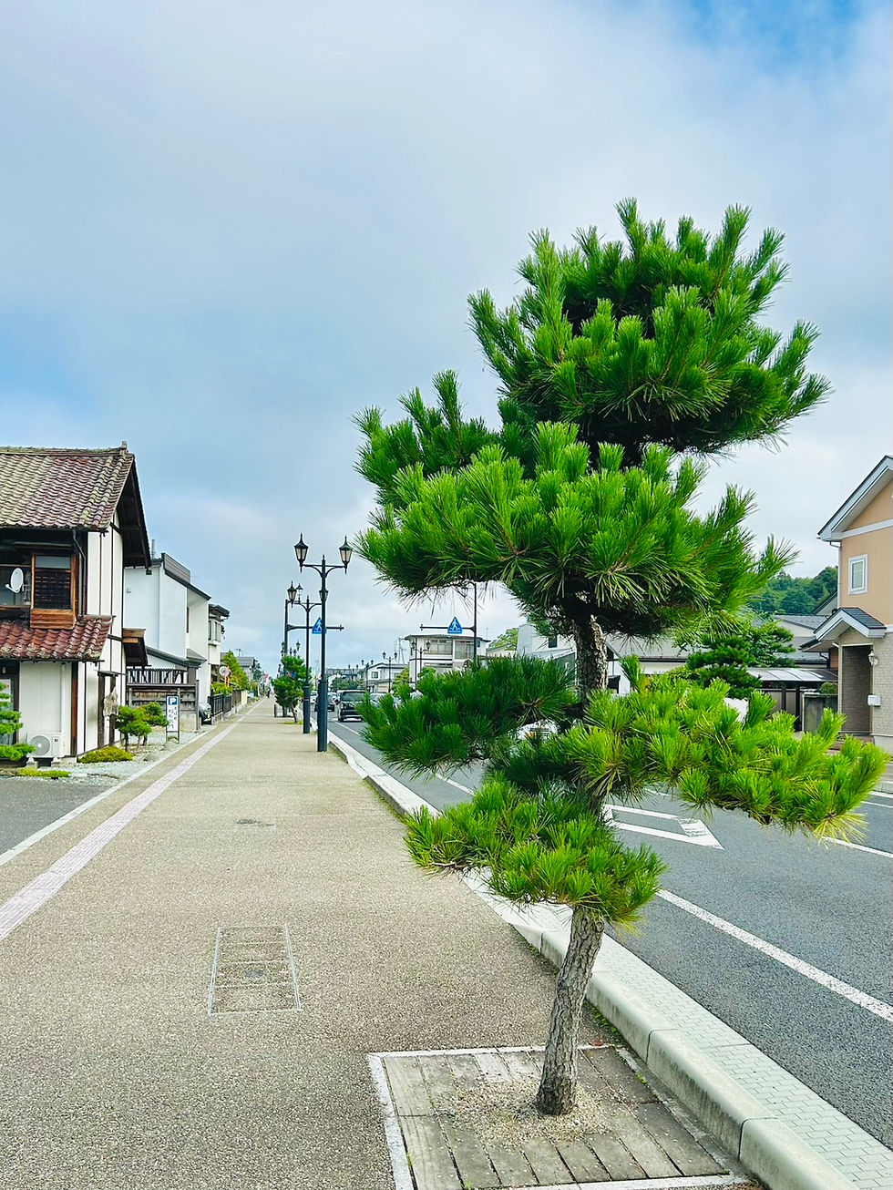 県道22号線の黒松を剪定しました!