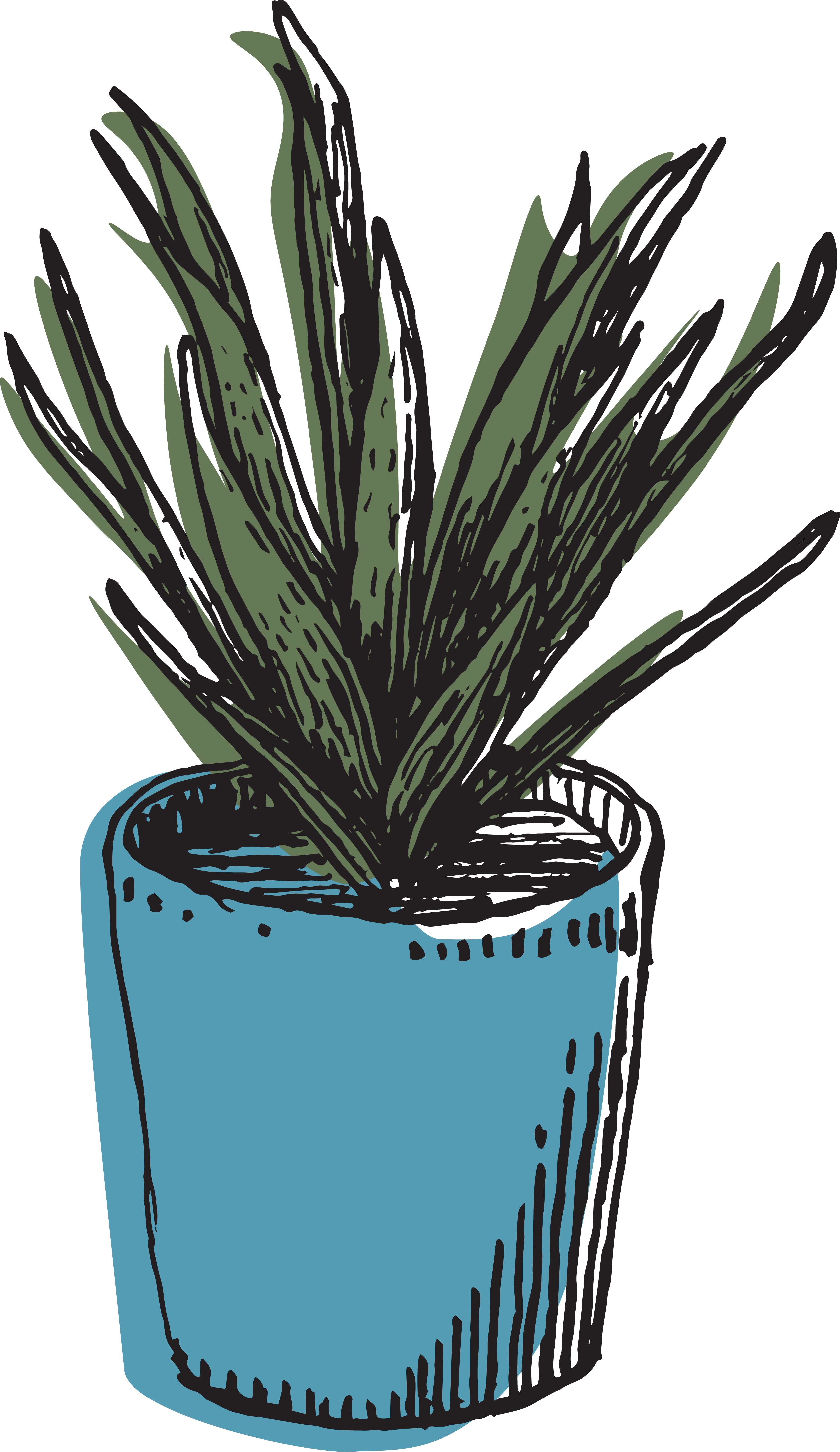 Selmi's hand-drawn succulent plant in blue flower pot