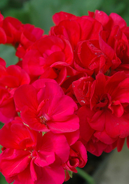 ed Americana series zonal geranium blooms in a dense flower cluster, available at Selmi’s Greenhouse & Garden Center.