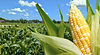 Selmis-Sweet-Corn-Hero-Teaser.jpg
