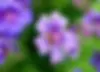 Selmis_Perennial_Flowers.webp