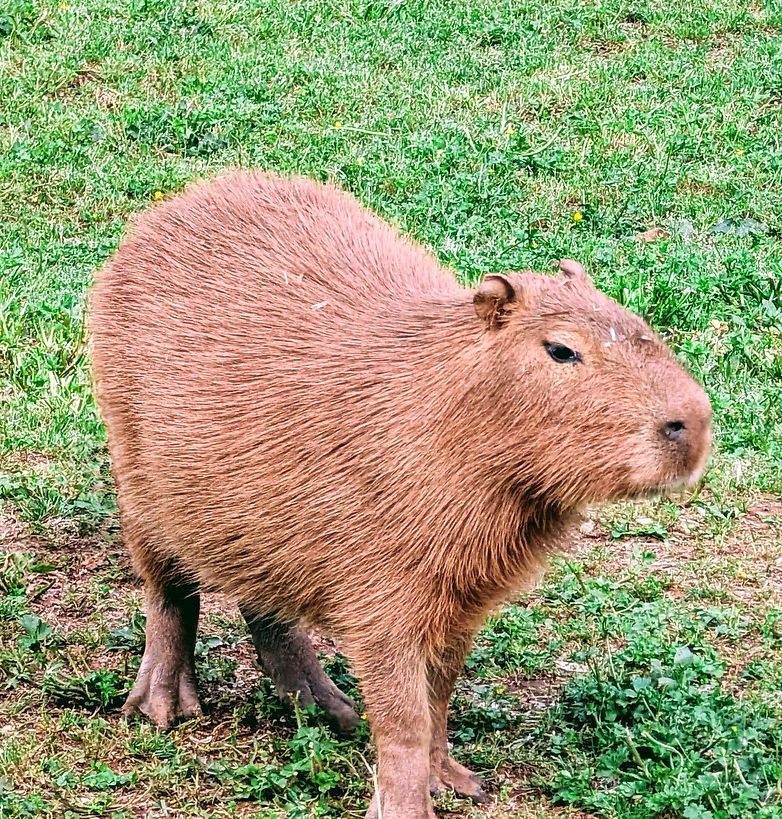 Lake Hartwell Wildlife Safari
