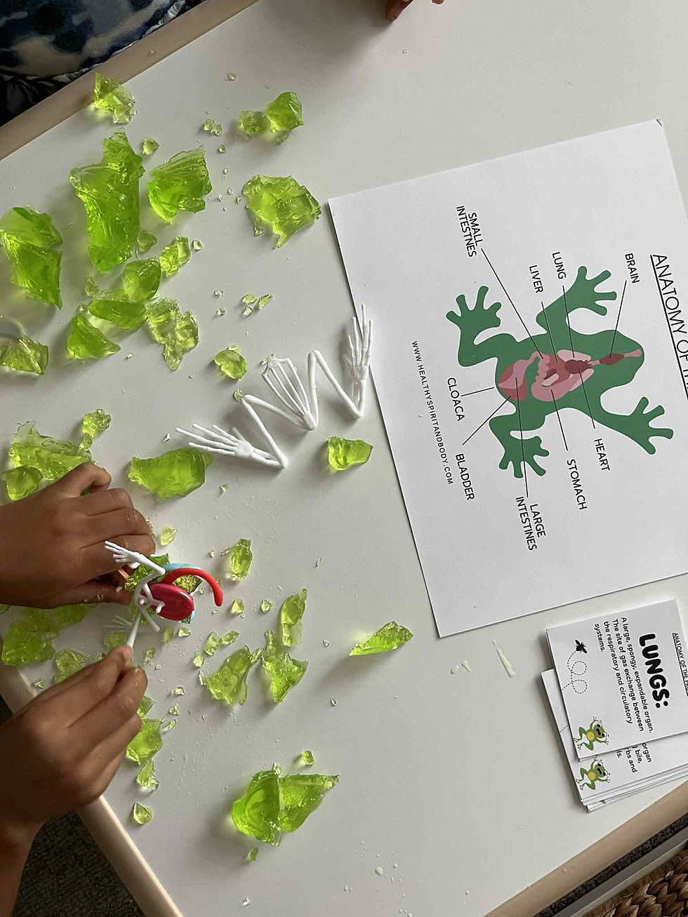 Thumbnail: Frog Anatomy - Homeschooling Activity PDF