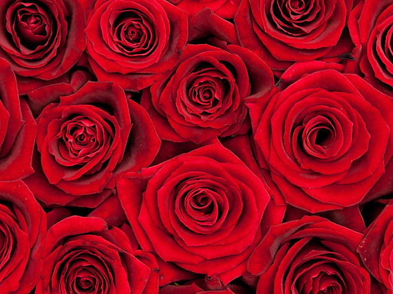 Rose high pixeks.jpg
