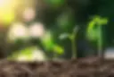 Seed_raising.webp