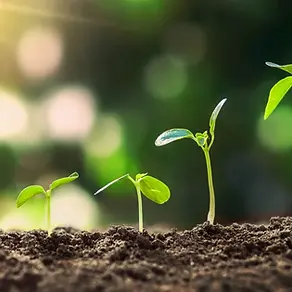 Seeds turning into saplings