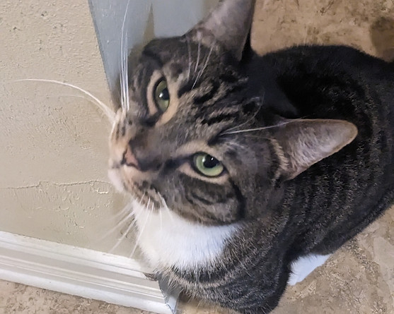 tabby cat-cat sitter-Archer Florida