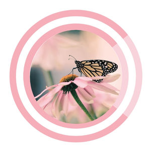 Phases of Growth in Transformation