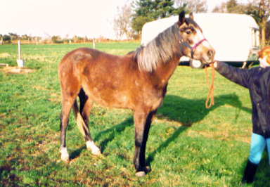 strada at 3years old.png