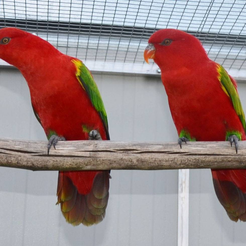 Bright red Chattering Lorikeet with green wings and a yellow beak sitting on a perch.