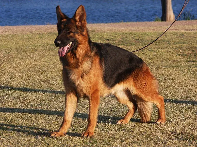 Deep Red and Black German Shepherd puppy standing with a shiny coat.