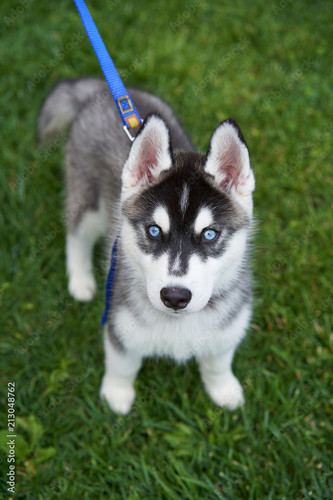 Siberian Husky Eye Color Siberian Husky Dog Portrait With Brown