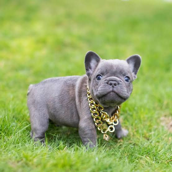 Blue French Bulldog puppy with grey-blue coat sitting and looking at the camera.