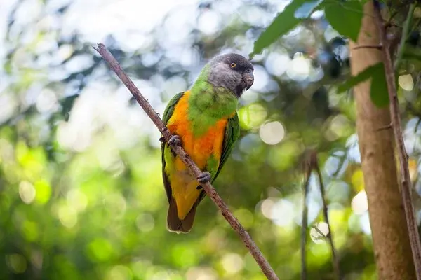 Pair of Senegal Parrots with grey heads and yellow vests sitting together on a perch.