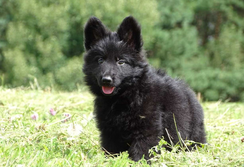 Solid Black Male German Shepherd Puppies For Sale German