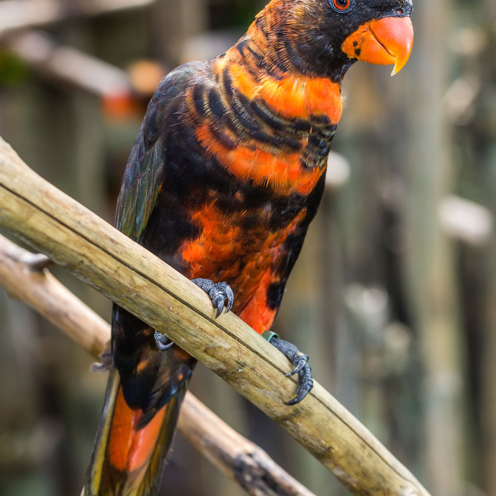 Dusky Lorikeet with distinctive brown and orange feathers sitting on a branch.