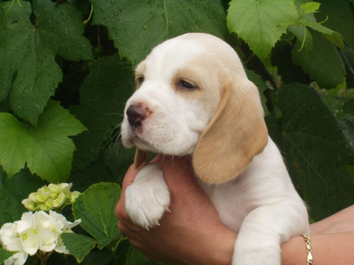 Cute Lemon and White Beagle puppy with light tan spots sitting and looking at the camera.