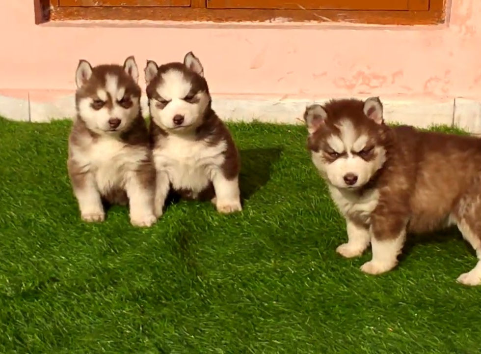 Copper and white Siberian Husky puppy with warm brown eyes and a reddish coat standing outdoors.