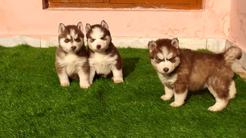 Colour Different Husky Breeds Copper Alusky Puppies Price Siberian