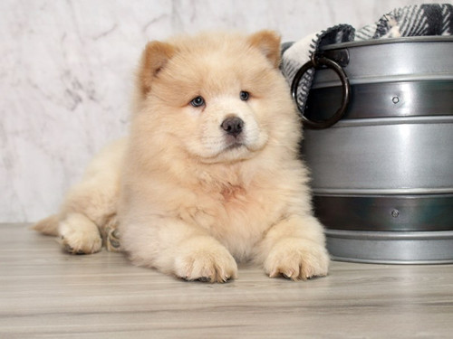 Japanese Akita Chow Chow Mix Chow Chow X Akita Chow Mixed With
